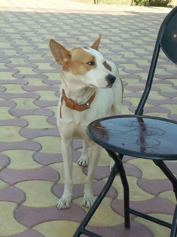 # Dog
