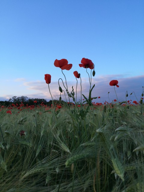 Mohnblumen im Gegenlicht