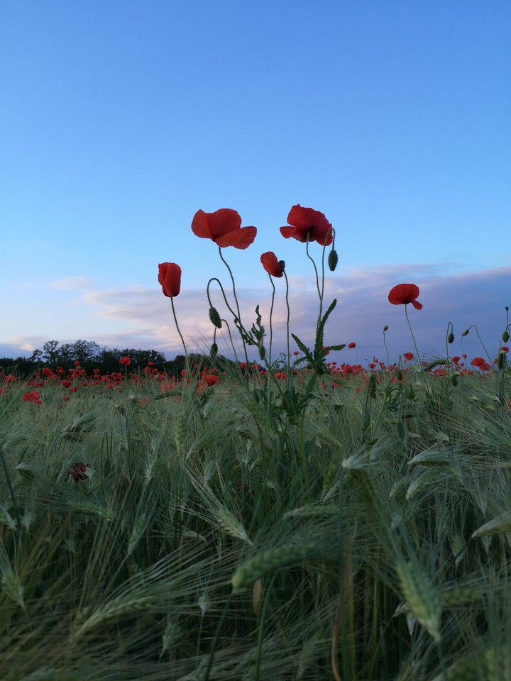 Mohnblumen im Gegenlicht