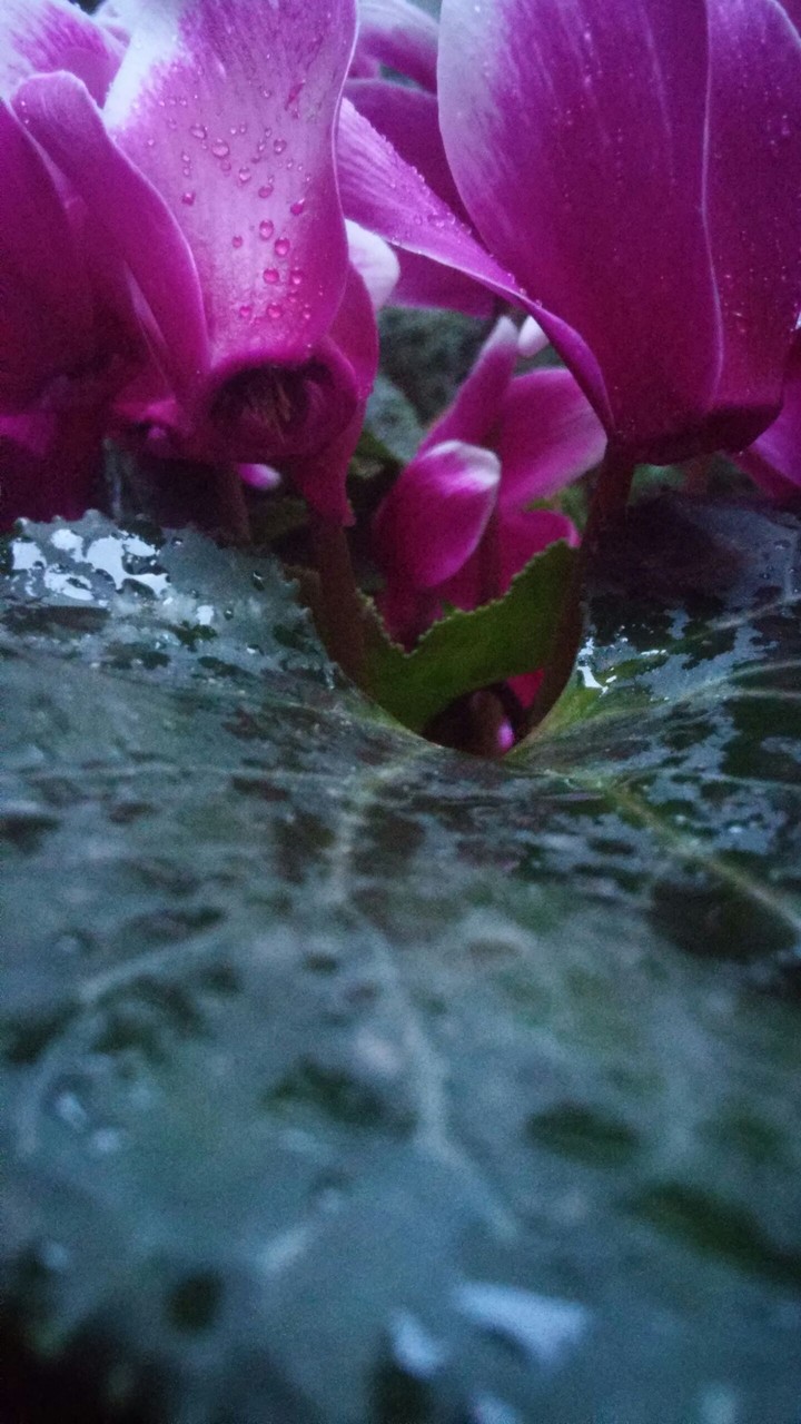 flower