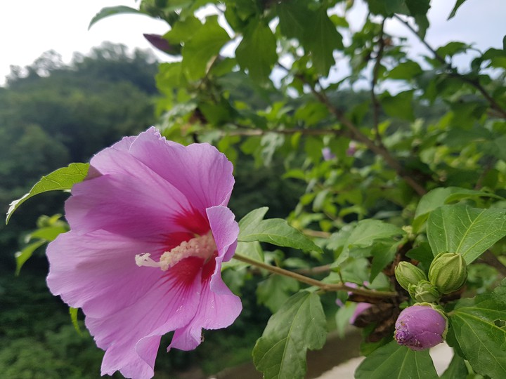 무궁화 꽃