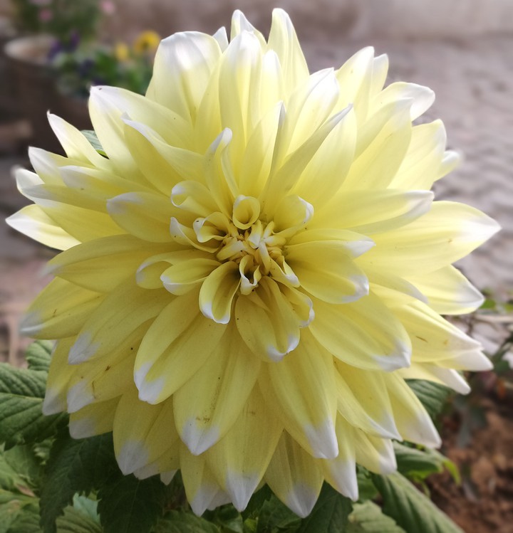 yellow flower
