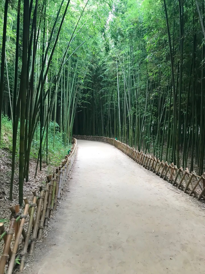bamboo forest