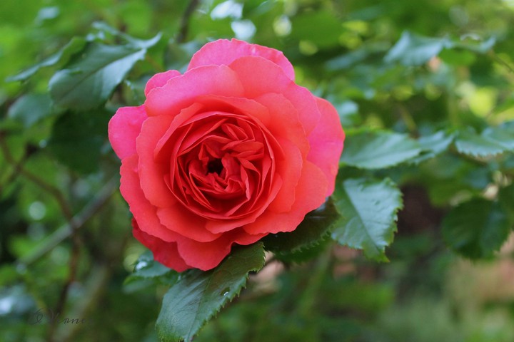 O.V. ❤️ from my garden