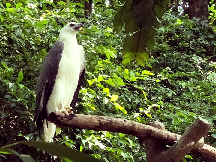 eagle