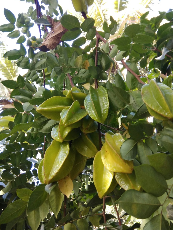 Starfruit