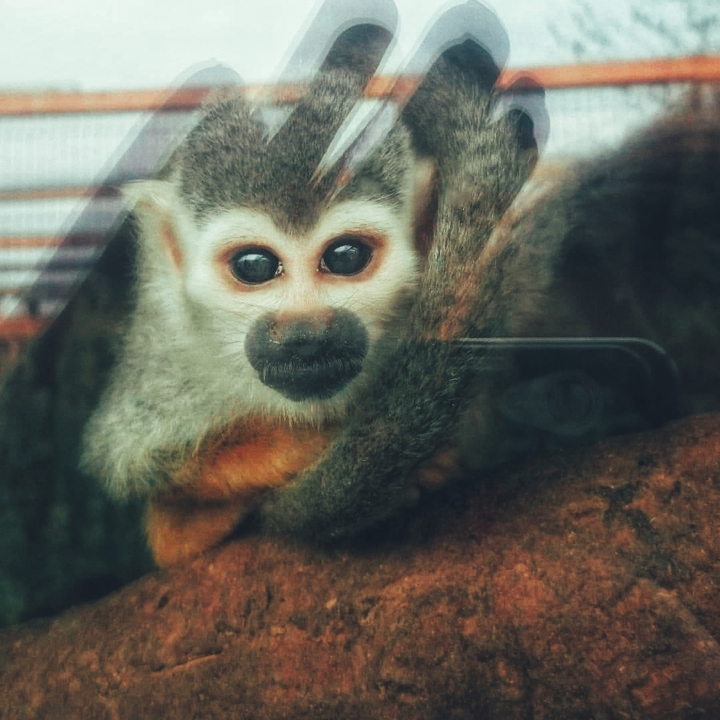 monkey