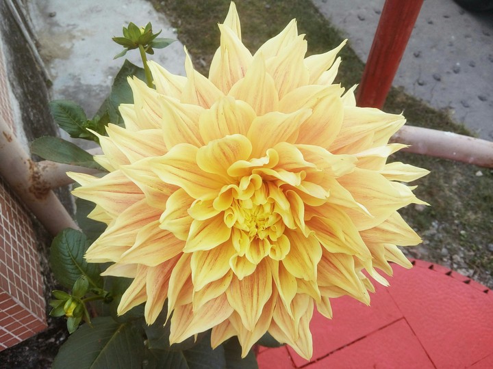 Yellow Chandramallika