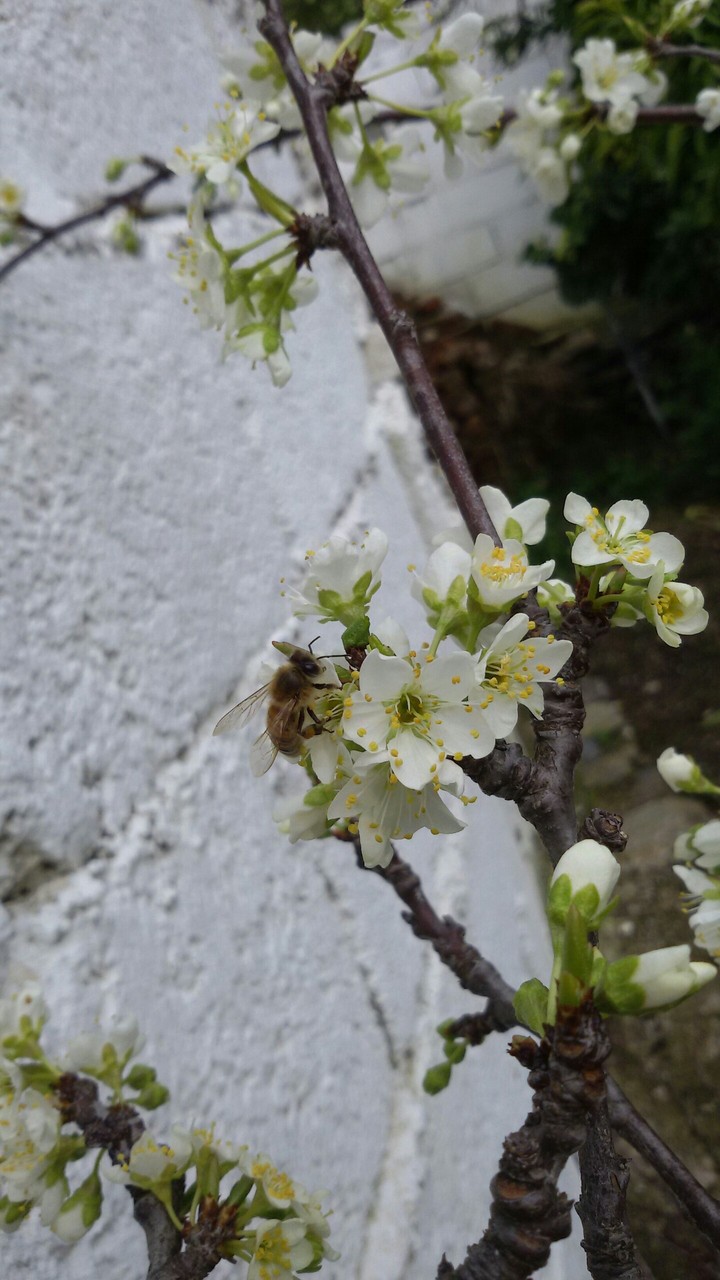Selin'in bahçesinden