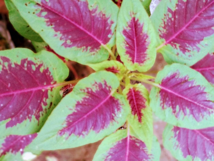 leaf