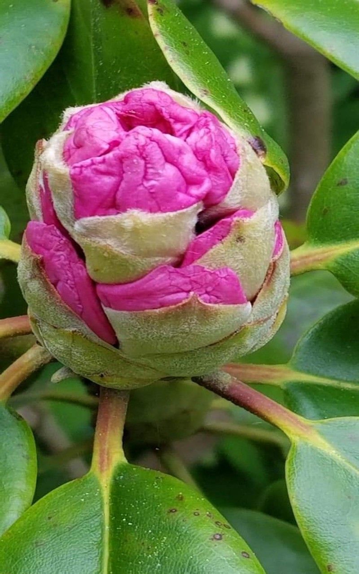Canadà flower.