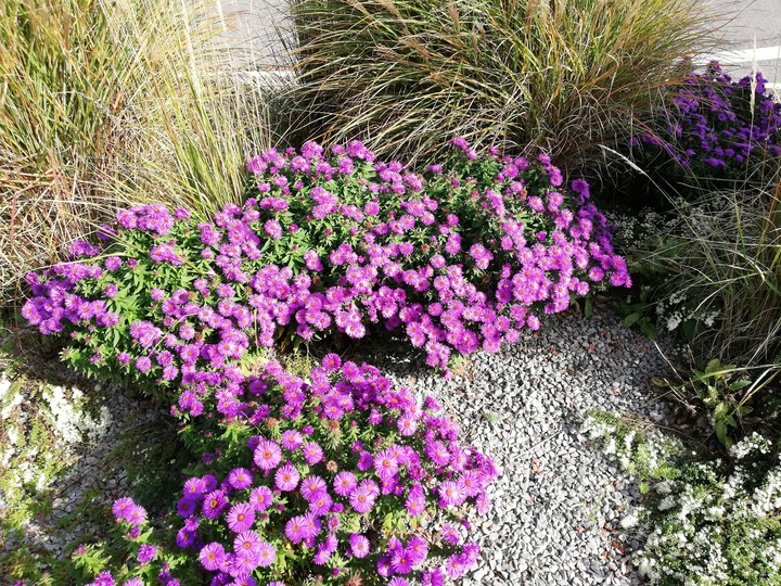 Blumen
