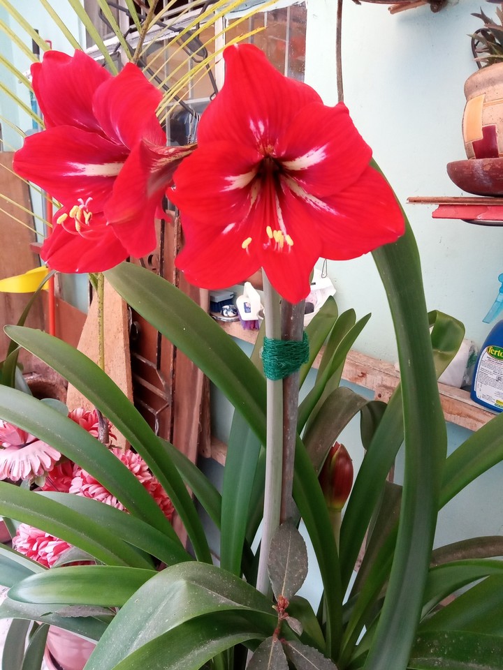 Flores de mí jardín