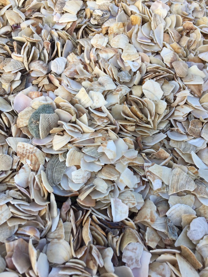 seashell beach