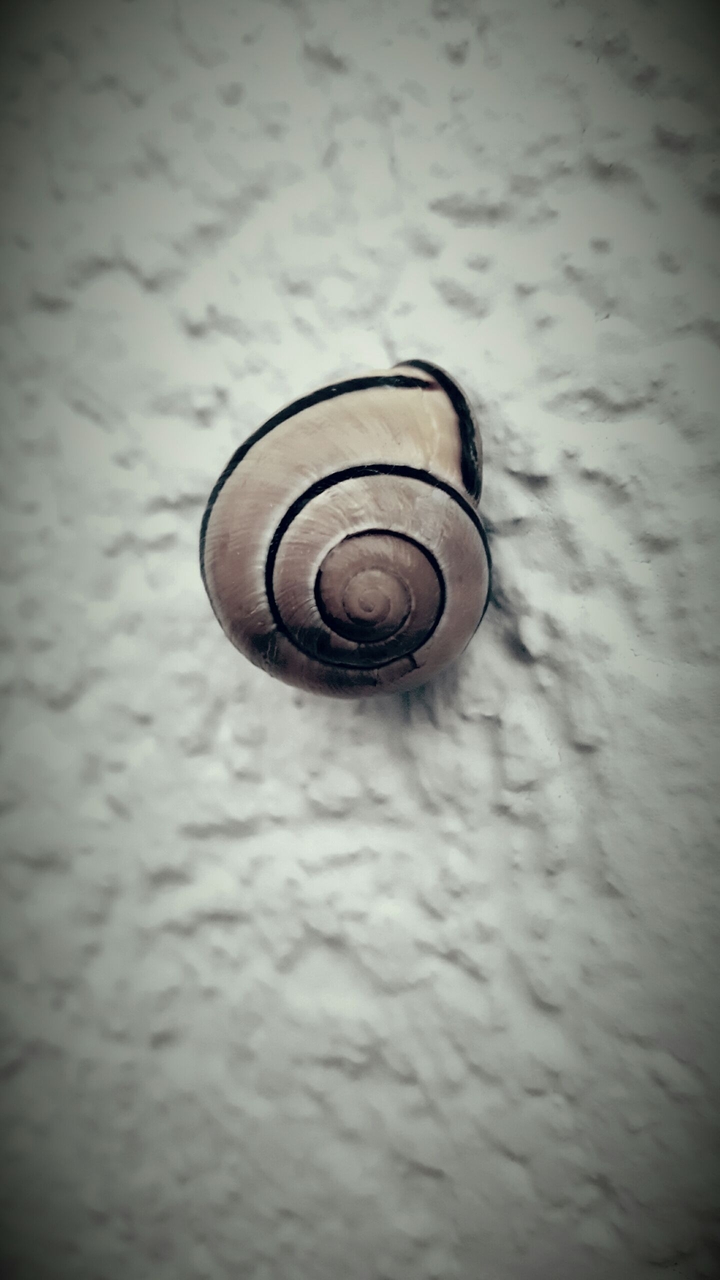 Schnecke