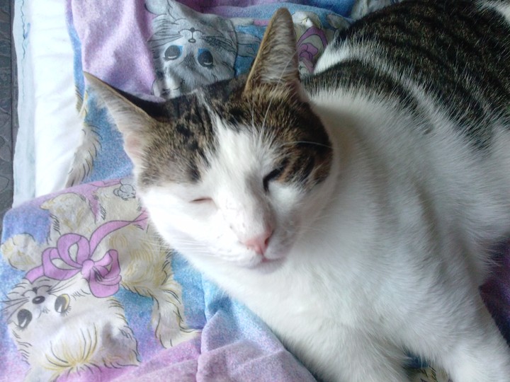 cat