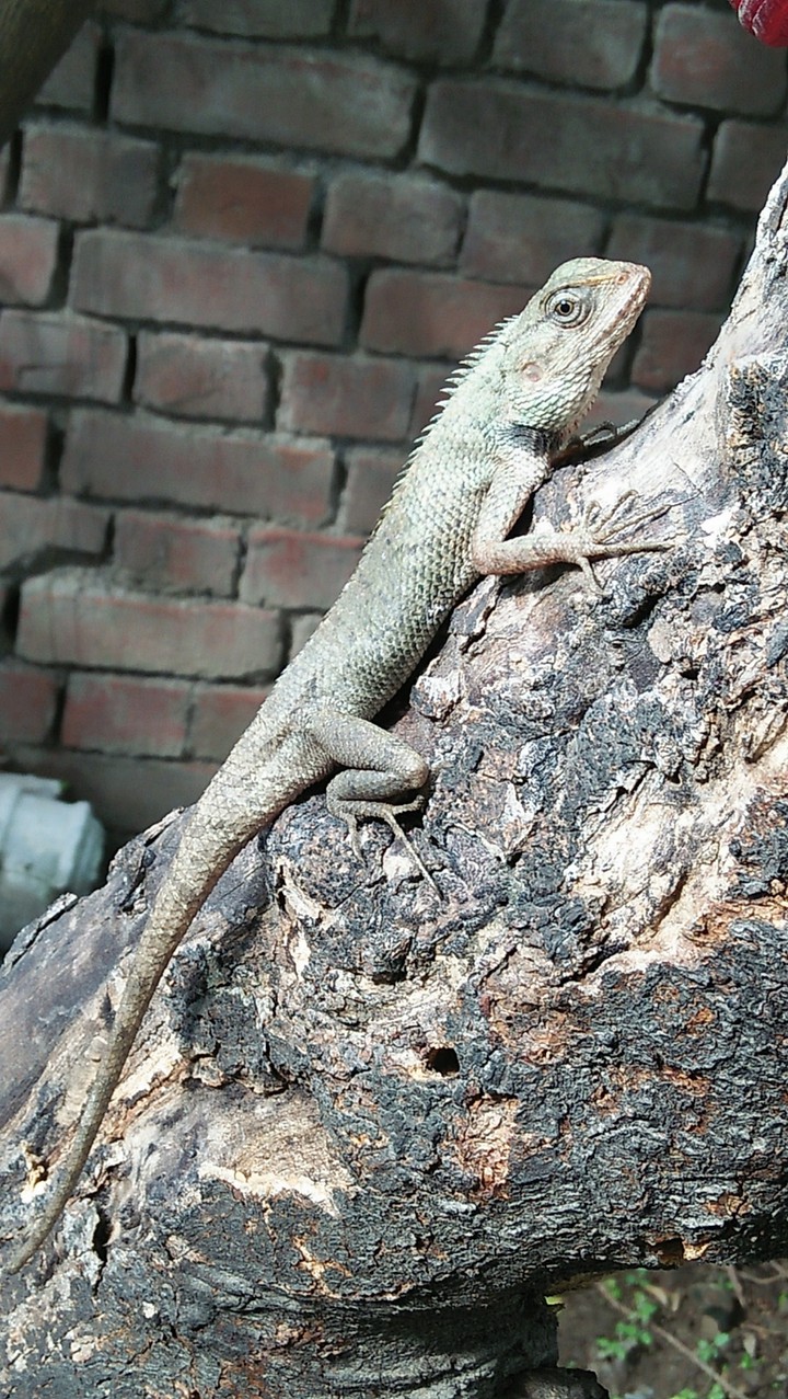 reptile