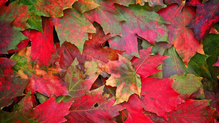 Autumn