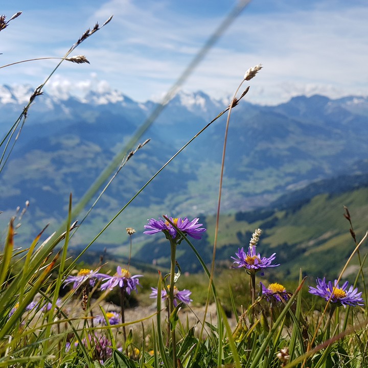 bergblumen auf dem niesen