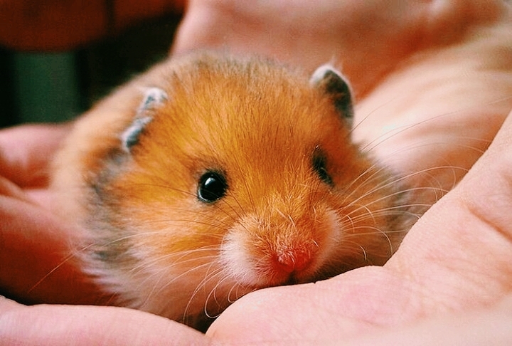 Baby Hamster