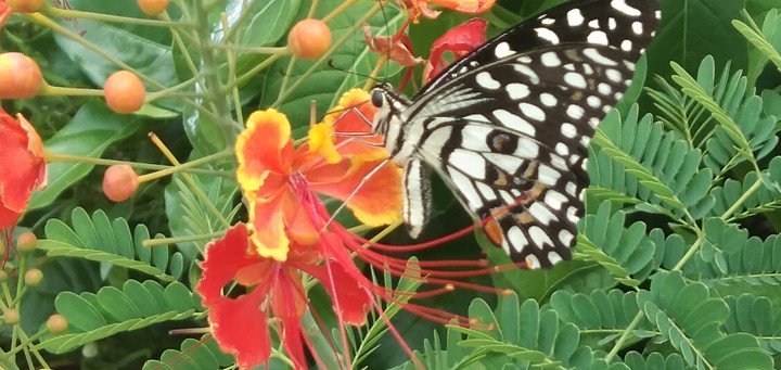 butterfly love