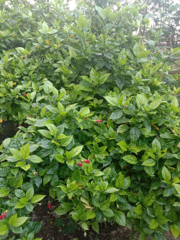 leaves