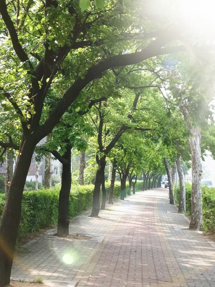 가로수길