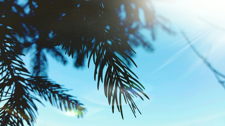 Branch