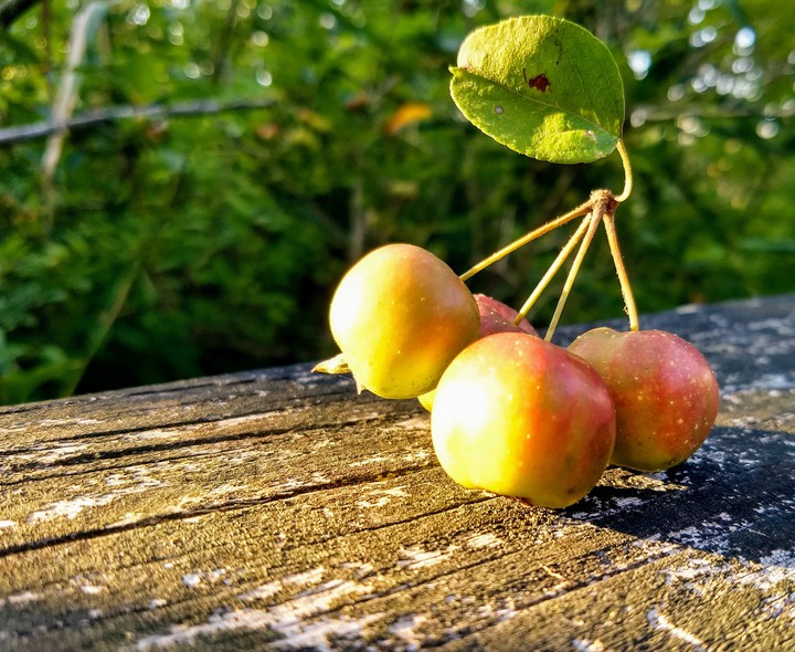 golden hour fruits