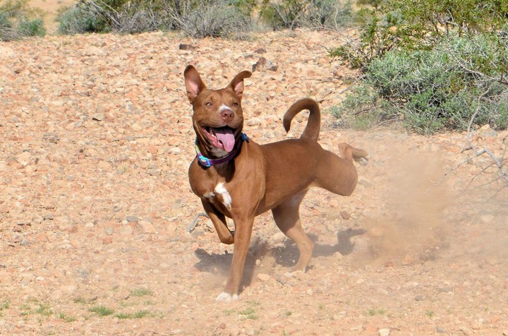 happy dog