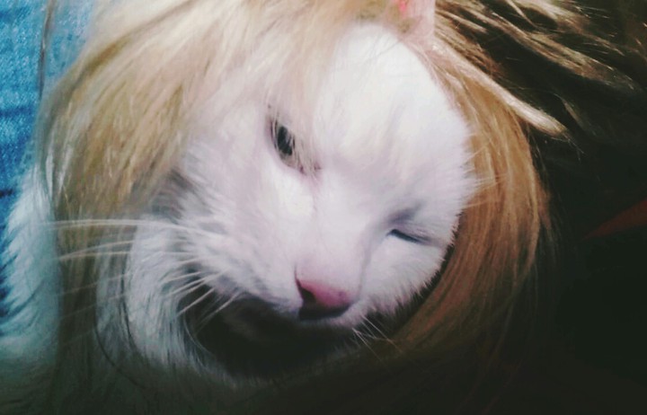 кошак