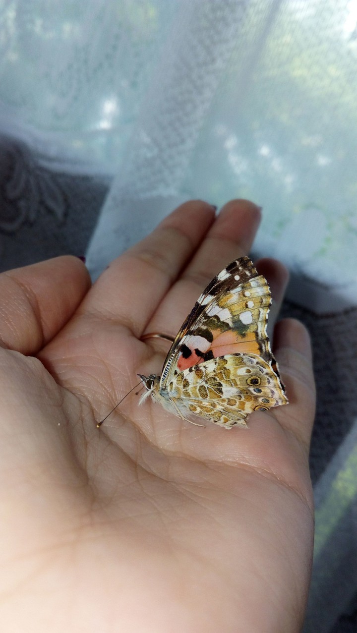 Butterfly