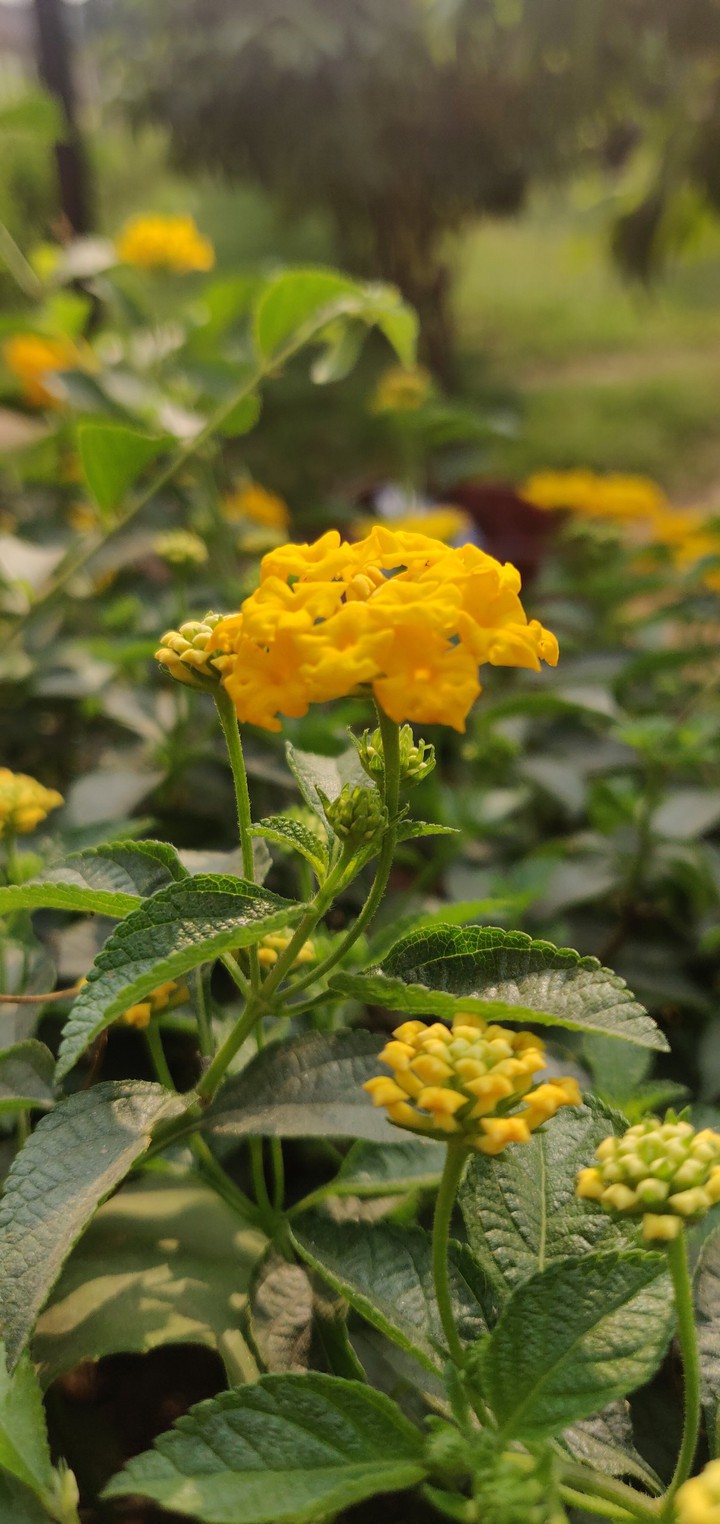 নামহীন ফুল