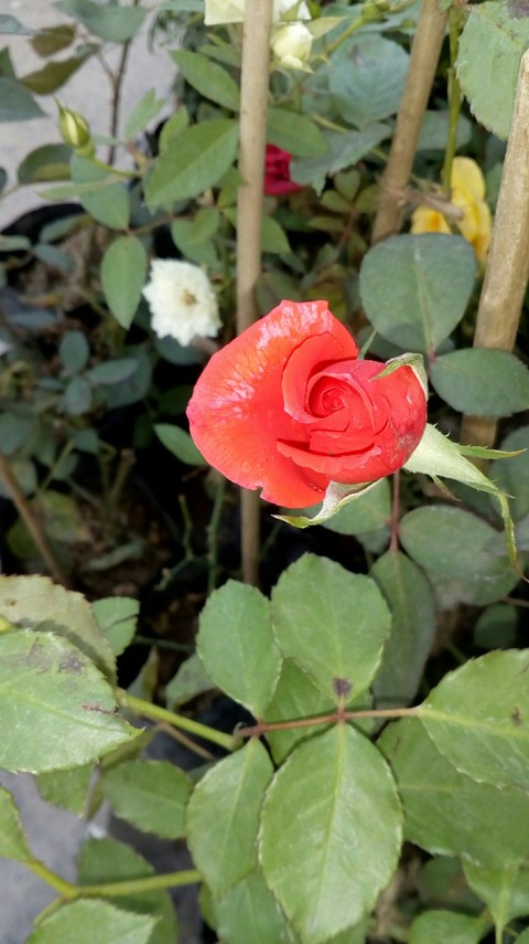 rose