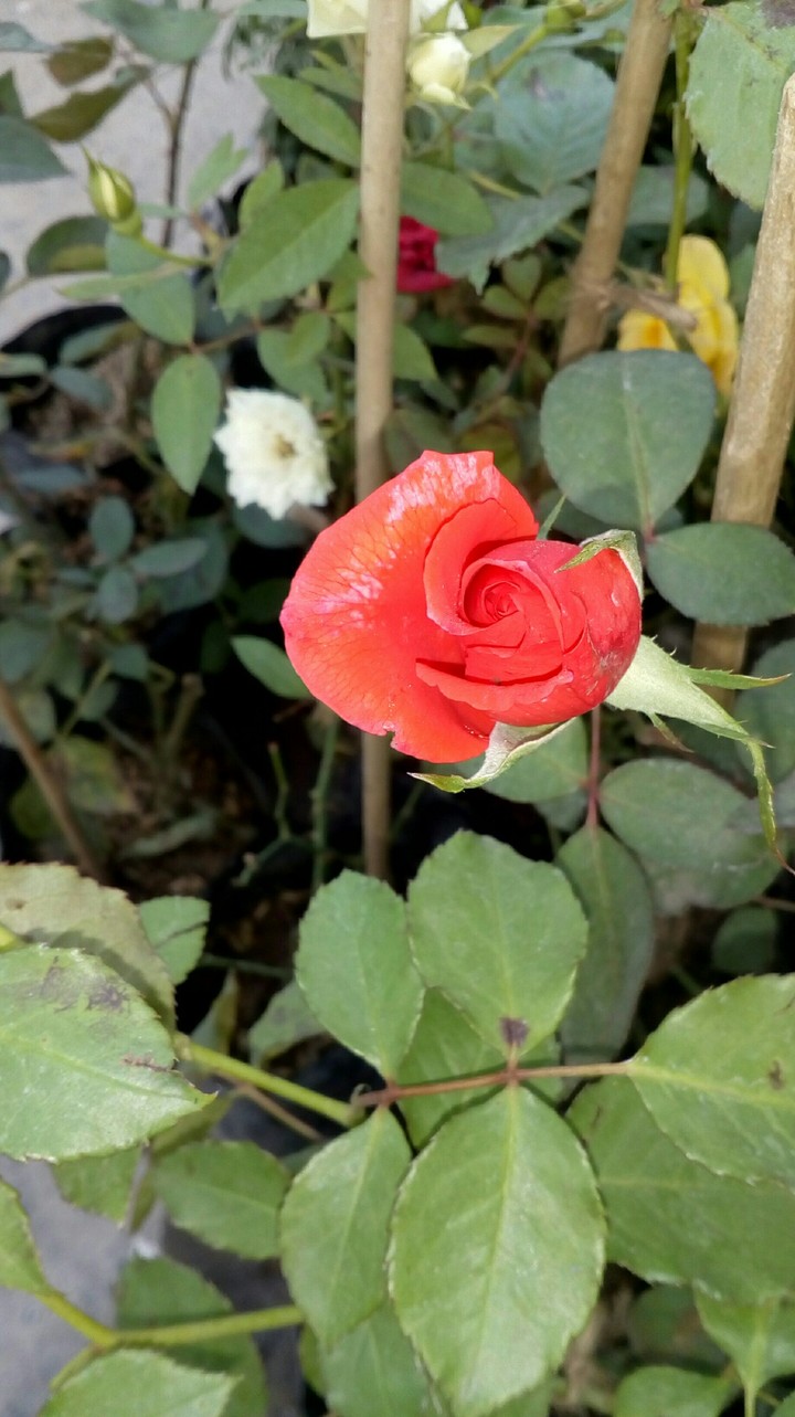 rose