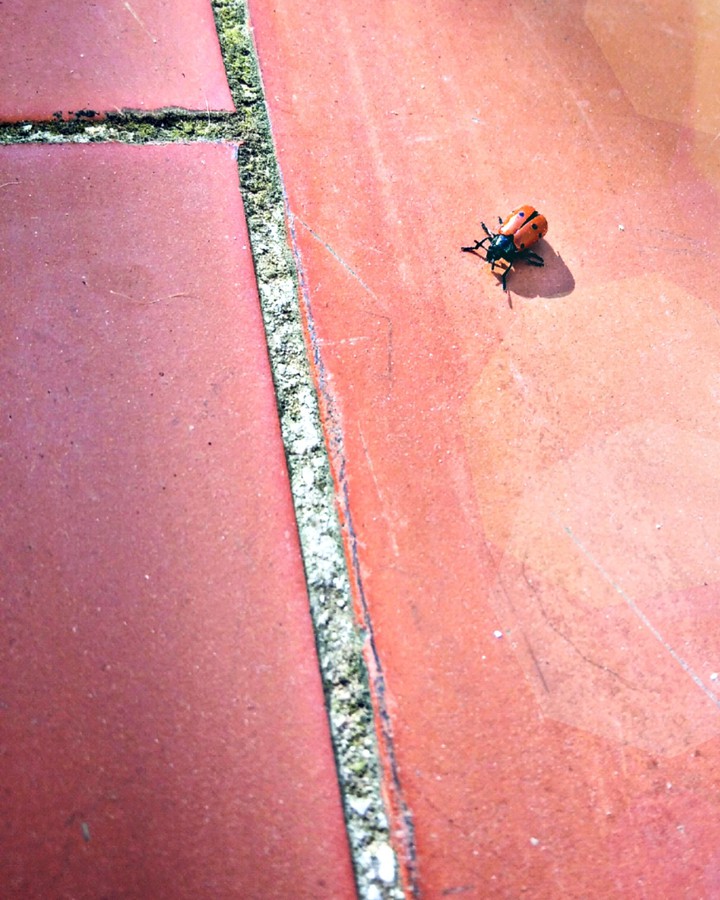 Ladybug