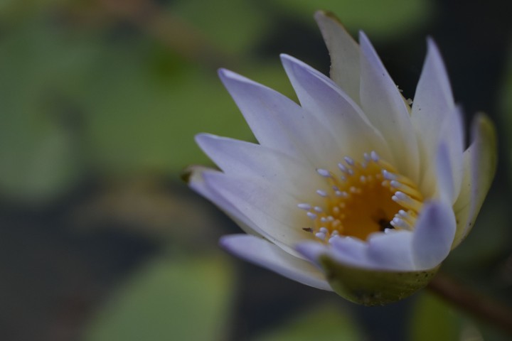 FLOWERING
