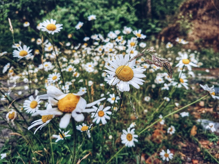 mountain lillies