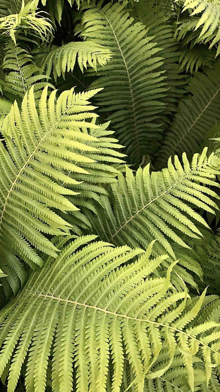 green life