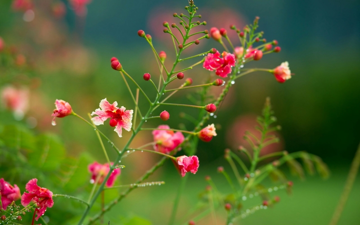 beautifull flower pink