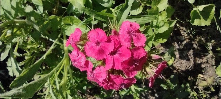 A touch of Pink