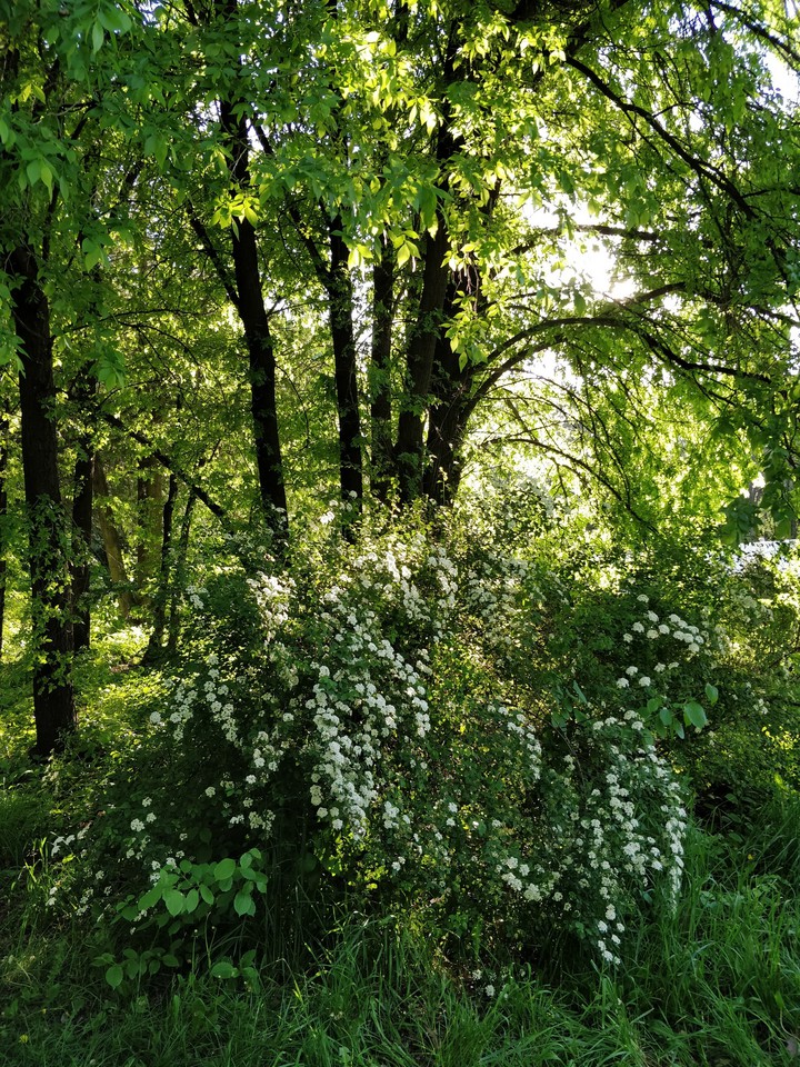 park