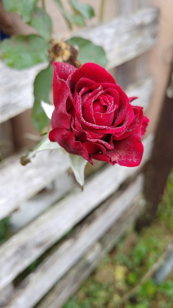 A rose