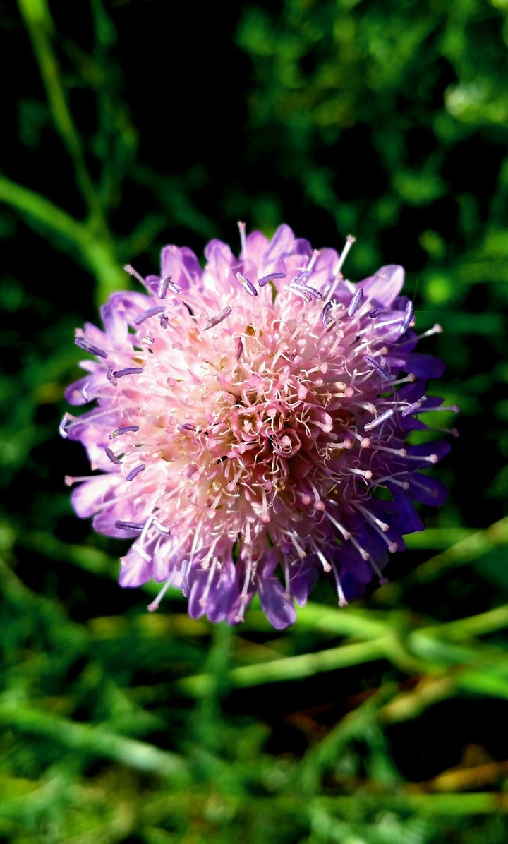 Purple joy.