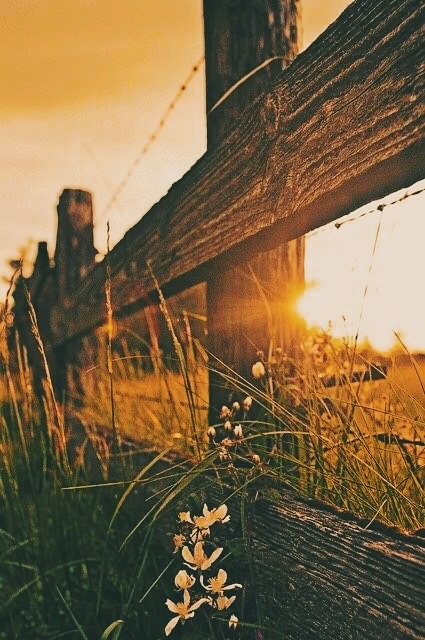 sunshine