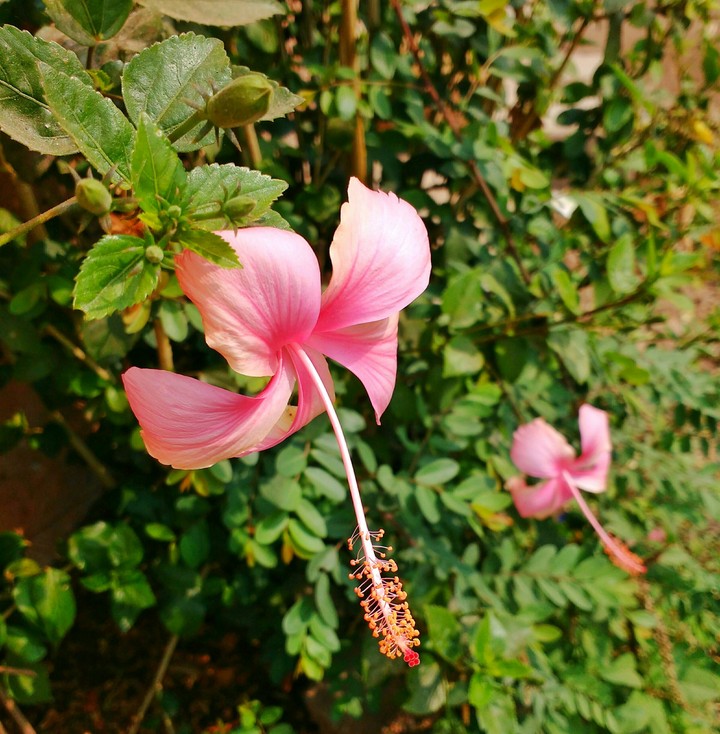 flower jasvndi