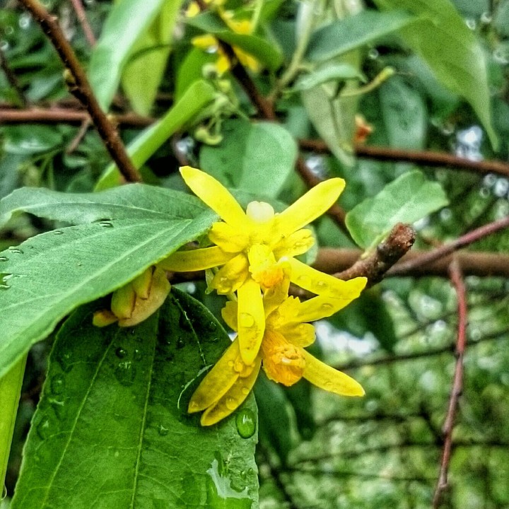 Flower