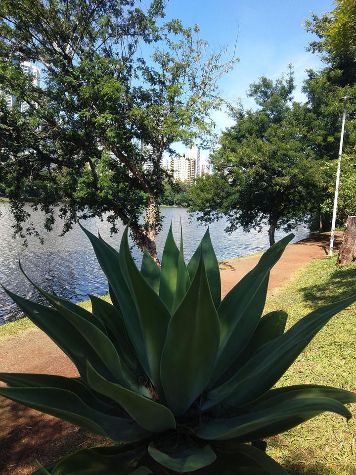lago