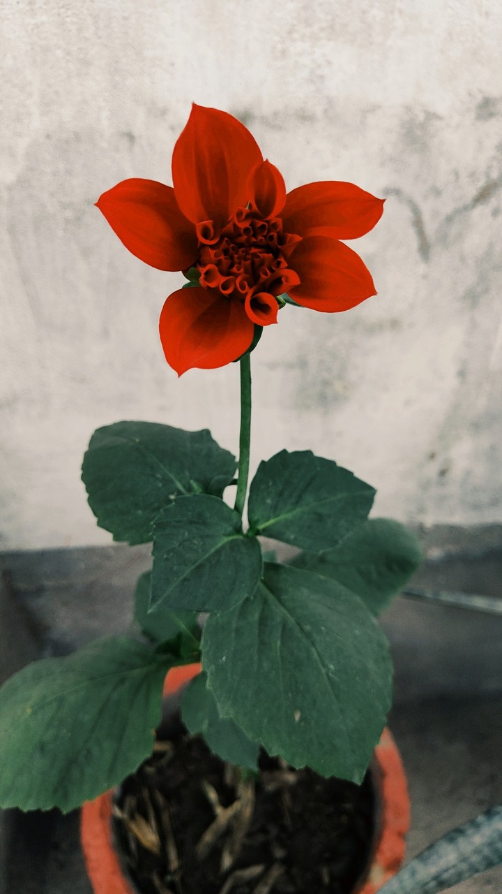 flower