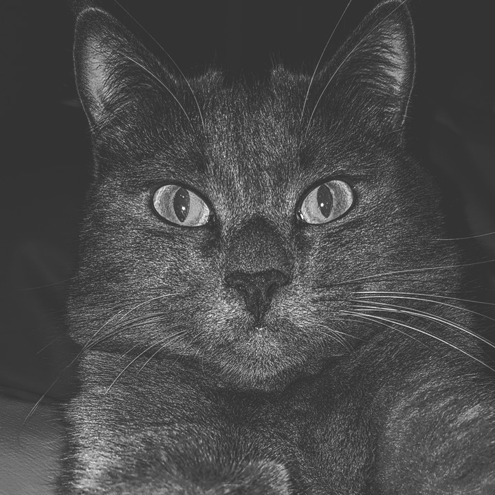 My cat